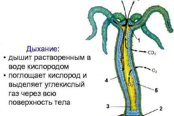 Кракен официальный сайт krakens13 at